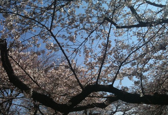 桜バザー